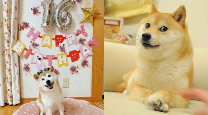 The Story Of Kabosu, The Dog Behind The Doge Meme