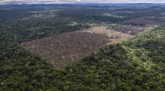 Number Of Trees Cut Down In Amazon Reaches A High Since 2006