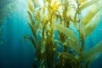 The Blue Revolution- Seaweed is the crop of future