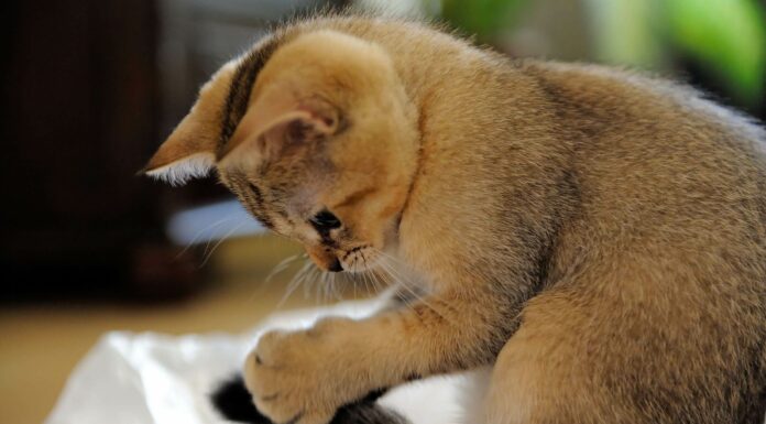 In Pics: Things You Go Through When You Are A Cat Owner