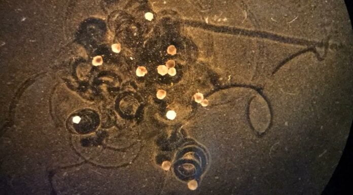 According To Research, World’s First Robots Can Now Reproduce robots reproduce