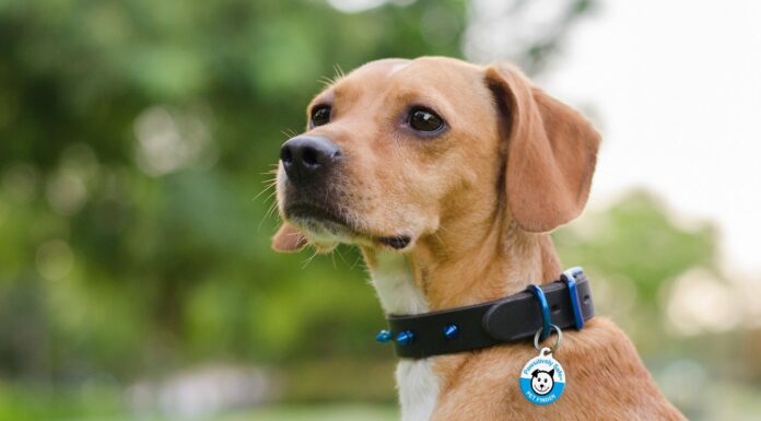 In Pics: The Best Of Pets On Reddit pets reddit