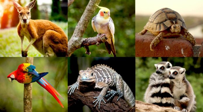 In Pics: Unique Wildlife Species That Are Found Only In India