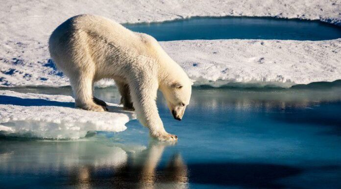 अमेरिका से रूस की ओर पलायन करने वाले ध्रुवीय भालू से भारत चिंतित क्यों है?