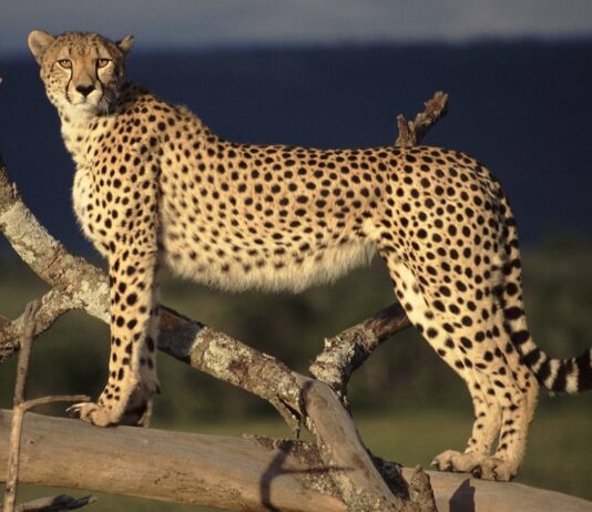 स्थानीय रूप से विलुप्त चीते भारत वापस आएंगे