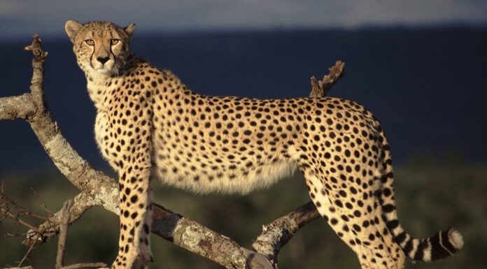 Locally Extinct Cheetahs To Come Back To India
