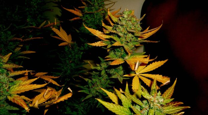 ResearchED: Growth Of Hemp Treatments And CBD Oils In India hemp
