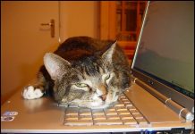 Why Do Cats Often Sit/Sleep On Laptops That Result In All These Funny Memes? cats