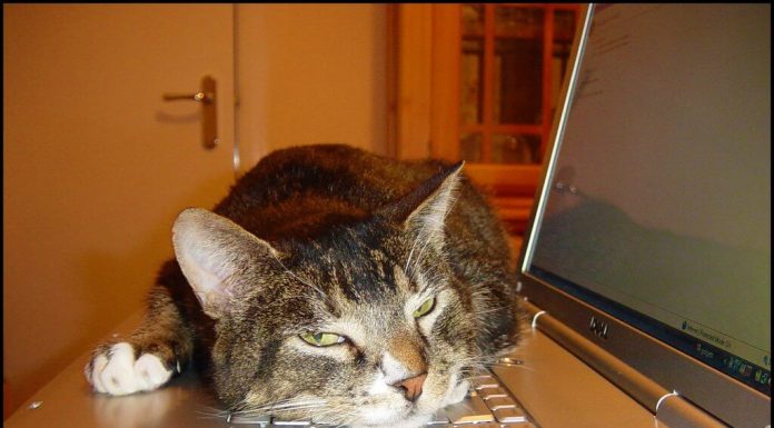 Why Do Cats Often Sit/Sleep On Laptops That Result In All These Funny Memes? cats