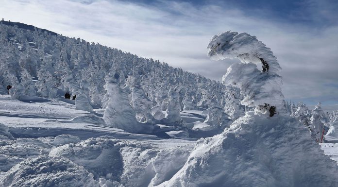 In Pics: What Are These Snow Monsters Or Juhyos Of Japan? Snow Monsters Japan