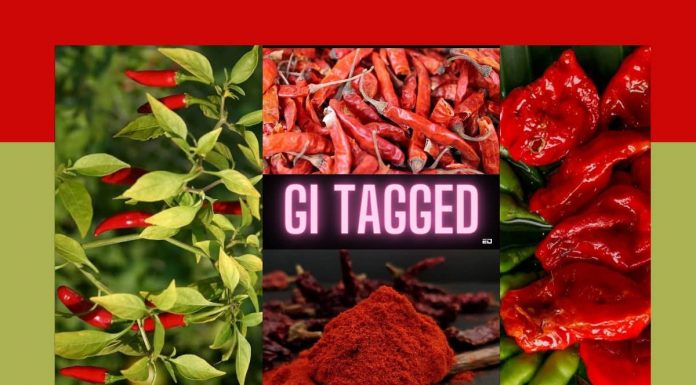 In Pics: 5 GI-Tagged Indian Chillies That Put India On The Mirchi Map india chillies