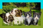 ResearchED: What Is Pet Cloning And Why Is It So Popular Despite The Cost?