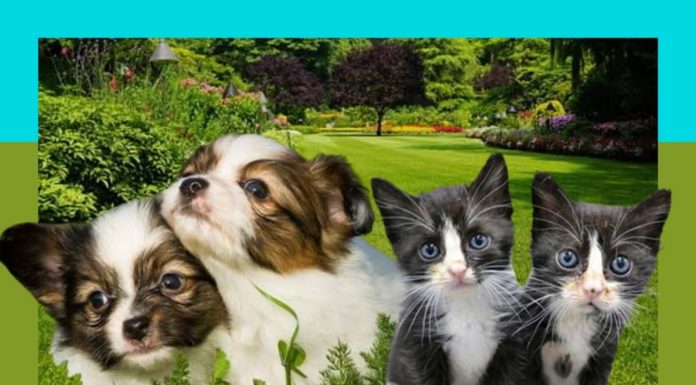 ResearchED: What Is Pet Cloning And Why Is It So Popular Despite The Cost? pet cloning