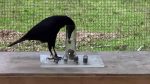 8 Times Animals Were So Smart That Even Humans Can Be Put To Shame