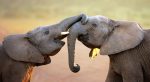 Empathy-in-Animals-UWA