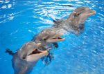 8 Times Animals Were So Smart That Even Humans Can Be Put To Shame