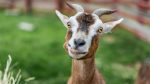 8 Times Animals Were So Smart That Even Humans Can Be Put To Shame
