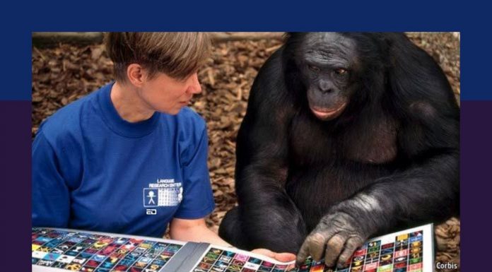 8 Times Animals Were So Smart That Even Humans Can Be Put To Shame animals