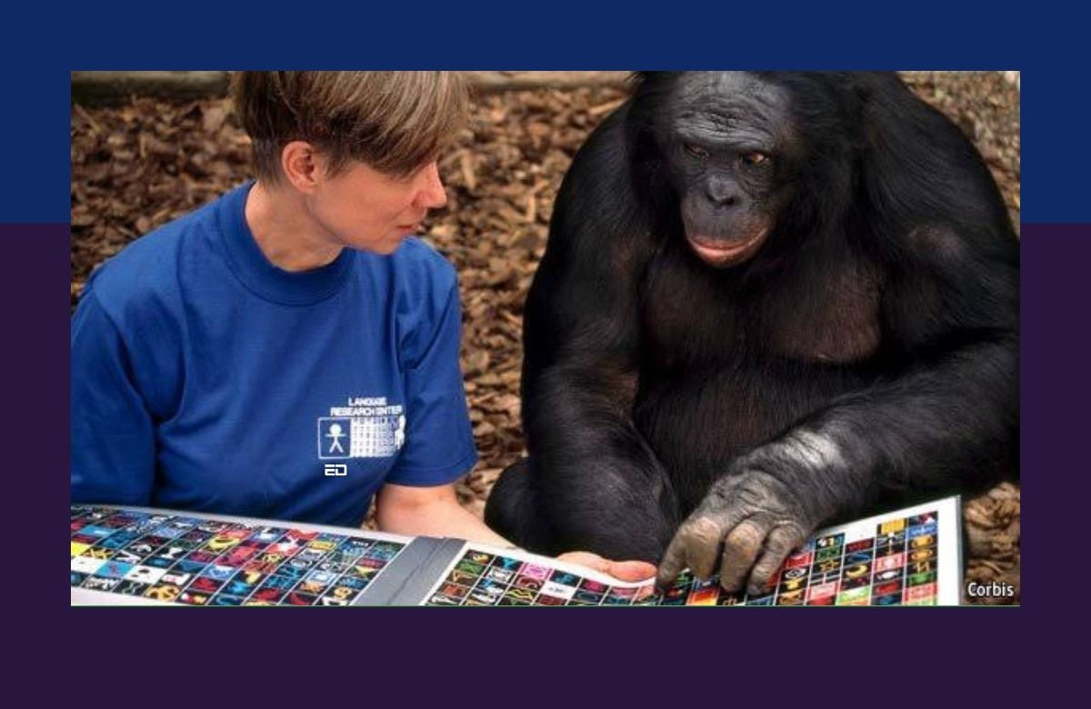 Представление ученые начинают звери умные. Шимпанзе бонобо Канзи. Шимпанзе бонобо Канзи с человеком. Карликовый шимпанзе Канзи.