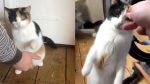 8 Times Animals Were So Smart That Even Humans Can Be Put To Shame