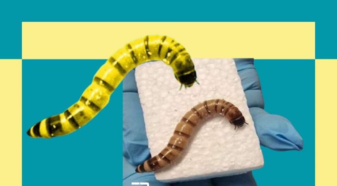 Did You Know A Superworm Can Change Everything About The Environment? environment
