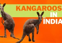 kangaroos