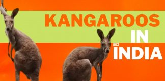 kangaroos