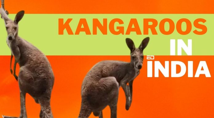भारत में कंगारू? क्या हो रहा है? kangaroos