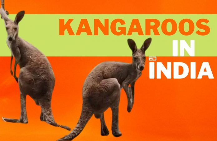 kangaroos