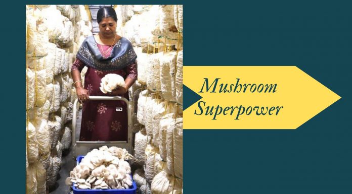 Could India Become The Next “Mushroom Superpower”? mushroom