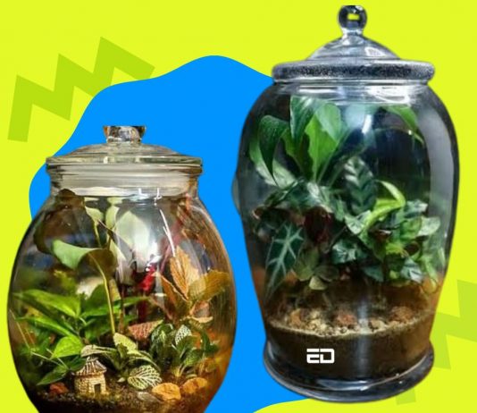 micro-forest
