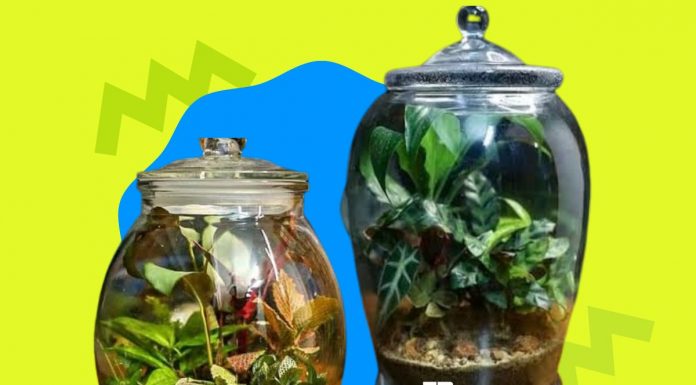 Did You Know You Could Create A Micro-Forest In A Bottle? micro-forest