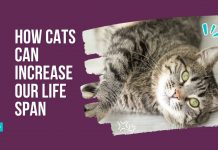 cats increase life span