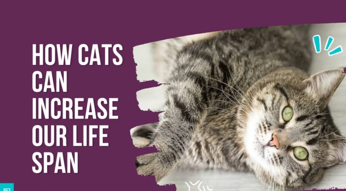 Watch: How Cats Can Increase Our Life Span cats increase life span