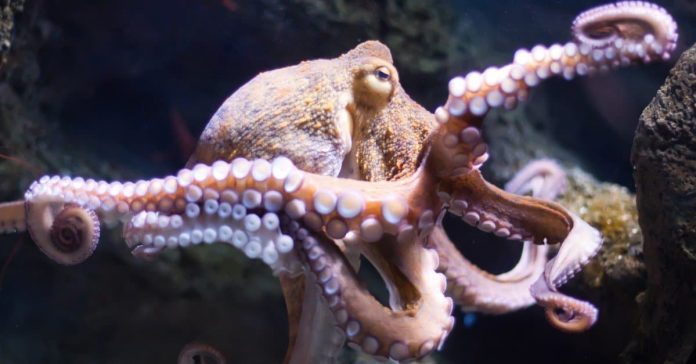 Did You Know That Octopuses And Humans Shared This Gene?