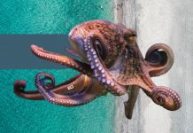 octopuses