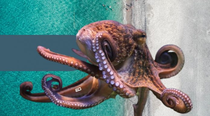 Did You Know That Octopuses And Humans Shared This Gene? octopuses