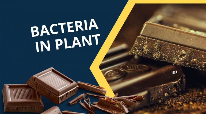 World’s Biggest Belgian Chocolate Plant Infected By Bacteria belgian chocolate