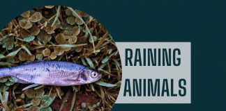 telengana animal rain