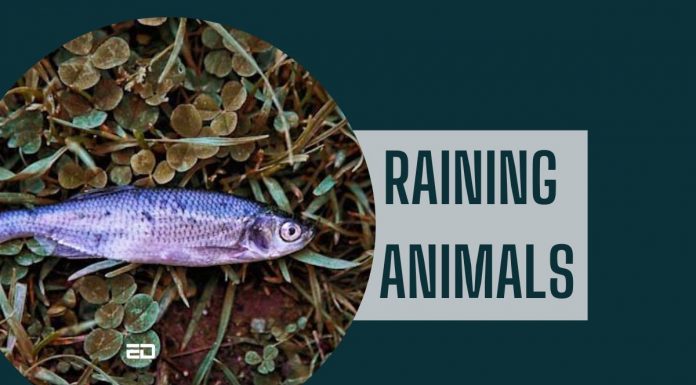Did It Rain ‘Animals’ In Telengana? telengana animal rain