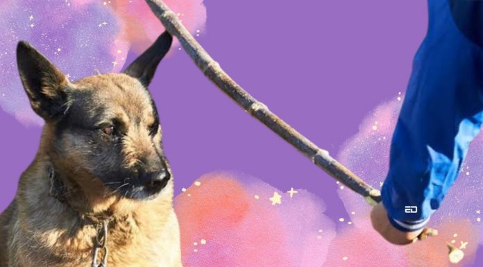 दिल्ली के युवक ने 40 आवारा कुत्तों को पीट-पीटकर मार डाला; मानवता पर सवाल stray dogs