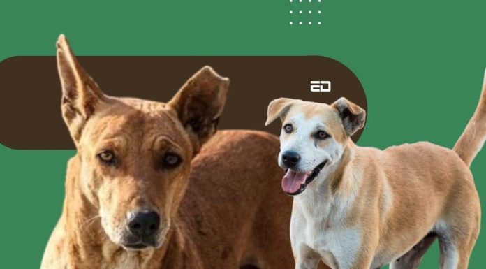 This Gujarati Village Has Stray Dogs Owning Rs. 5 Crore Worth Of Property gujarat stray dogs