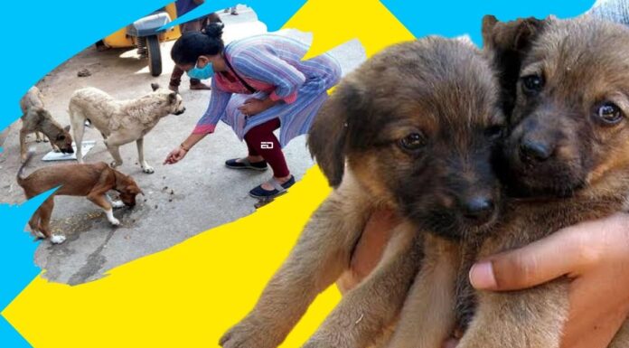 Pet Lovers Report Grievances At Harassment Inflicted By RWAs On Street Dogs, Dog Parents street dogs