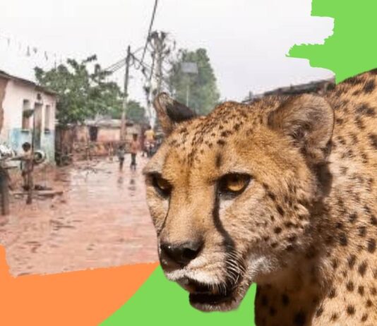 Bagcha Villagers Protest Against Cheetahs Imported From Africa cheetahs