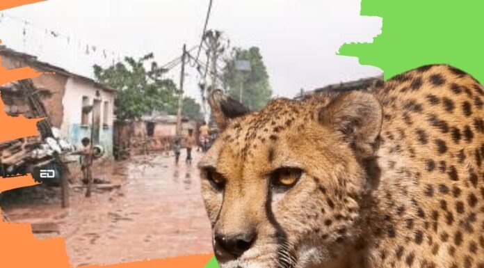 Bagcha Villagers Protest Against Cheetahs Imported From Africa cheetahs
