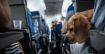 Pet-on-the-plane-1024×533