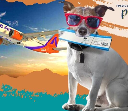 This Indian Airline To Now Allow Your Pets To Fly With You indian airline akasa pets