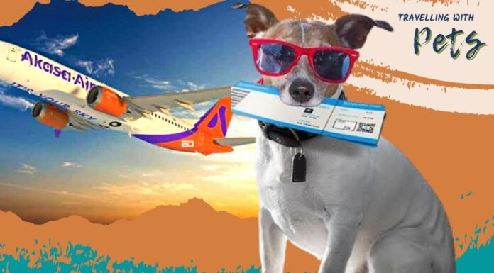 This Indian Airline To Now Allow Your Pets To Fly With You indian airline akasa pets