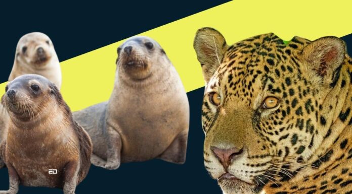 Humans Have Wiped Out 70% Of Animals In Past 50 Years humans animal