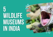 5 wildlife museums india